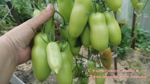 3 ГОДА САЖАЮ СОРТ ТОМАТА ДЛЯ ТЕПЛИЦ. ПОМИДОРЫ ВКУСНЫЕ.УРОЖАЙНЫЙ ГИБРИД ЦАРСКОЕ ИСКУШЕНИЕ.УХОДПОЛИВ Б