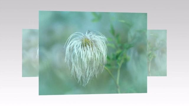 AMAZING FLOWERS of the World GARDEN   Clematis Semillas flowers   2023 смотреть онлайн