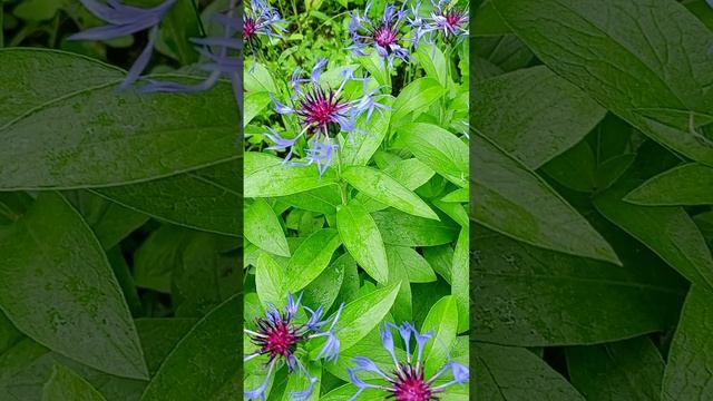 Василек горный (centaurea montana)?