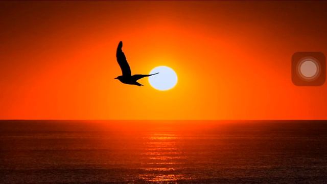 Птица счастья завтрашнего дня