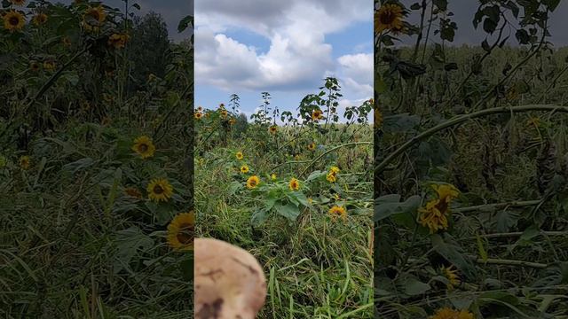 в поле подсолнухов сваленных уроганом в Челябинской области