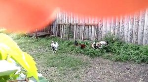 Петушиный бой! Маленький да удаленький...