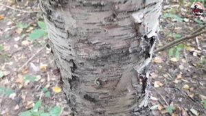 ВОЛЧИЙ ВЕК - КОМАНДАНТЕ. Обзор и тест ножа. / Forester 2018  ножи