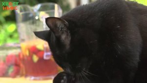 Почему кошки вылизываются сразу после того, как мы их гладим?