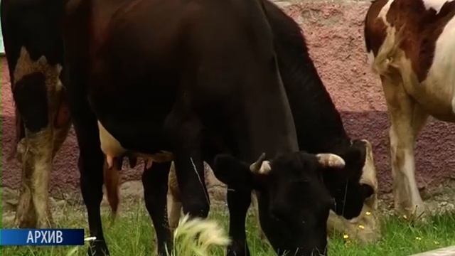 Идентификация крупно рогатого и мелко рогатого скота с помощью биркования смотреть онлайн