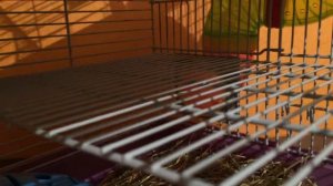 Новый 3 этаж для хомяка