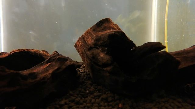 Apistogramma agassizi Peru wild смотреть онлайн