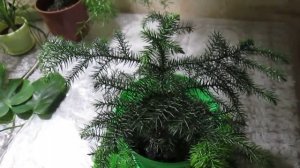 Араукария - комнатная ель // А Новый Год не за горами !