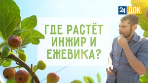 Как на Кубани выращивают инжир и ежевику? АГРОНОРМ