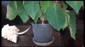 ? ПАУНСЕТТИЕЯ УХОД В ДОМАШНИХ УСЛОВИЯХ//СЕКРЕТЫ УХОДА ЗА РОЖДЕСТВЕНСКОЙ ЗВЕЗДОЙ-- ПАУНСЕТТИЕЙ?