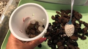 ПАФИОПЕДИЛУМ  или Венерин башмачек! Пересадка