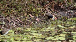Jacana - Jesus bird, Lilly trotter or Comb-crested Jacana. A documentary