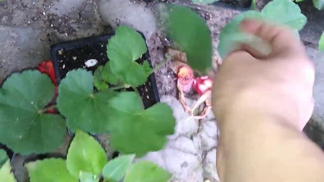 Комнатные растения. Обзор комнатных растений на даче в Сентябре 2020 года. Пасмурно. Плюс 17.☁️?️⛅ смотреть онлайн