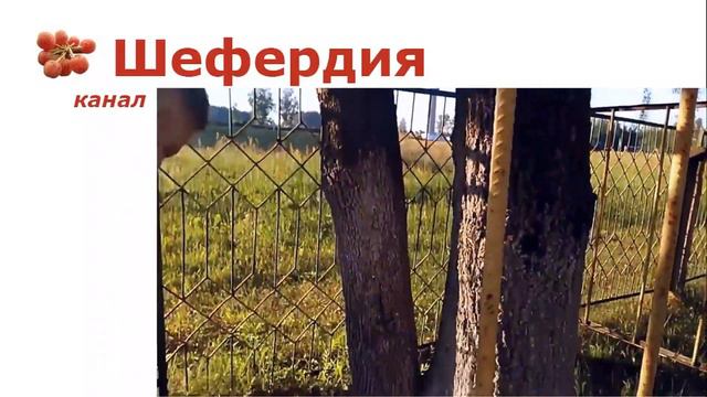 Идея повышения морозостойкости оливы
