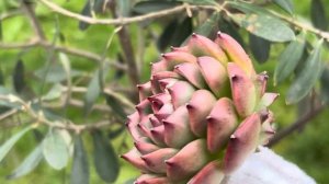 Echeveria Red Cone