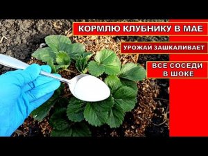 Кормлю кусты клубники этим в Мае! Урожай Клубники зашкаливает, соседи в шоке.