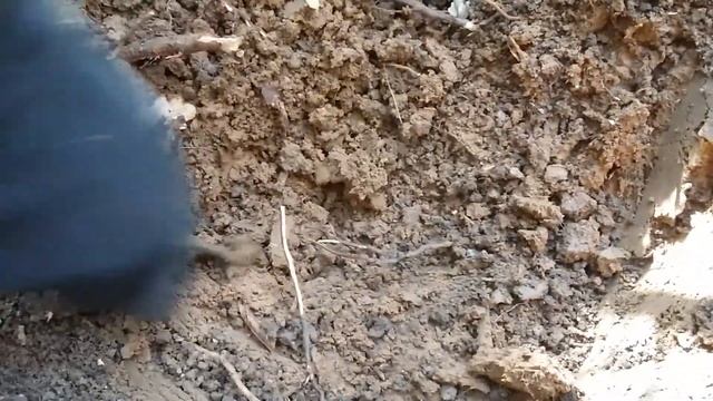 Клад римских монет смотреть онлайн