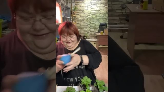 ПОДКОРМКА И ЧЕРЕНКОВАНИЕ ПЕТУНИЙ смотреть онлайн