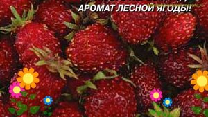 Земляника ремонтантная Барон Солемахер. Краткий обзор, описание характеристик fragaria vesca