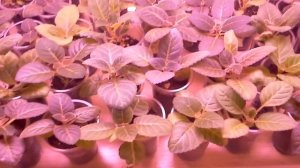 Хотим цвести! Глоксинии(сеянцы),очередной  обзор.