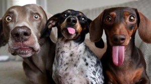 Собаки в деле 2022 Попробуй не засмеяться! Приколы про собак.  Самые смешные Барбосы!