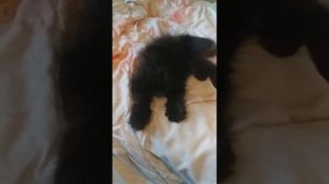 Сибирский черный Котик