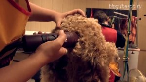 Груминг эрдельтерьера, тримминг эрдельтерьера, тримминг эрделя, срижка эрдельтерьера
