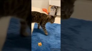 ШЕРСТЯНОЙ ГАНД*Н ДЖАВИДА