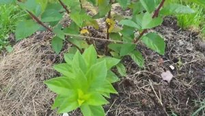 Гортензия Сандей Фрайз и Фантом!!! Что- то делаю не так.