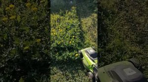 Электрическая газонокосилка Greenworks 33 см. Второй сезон