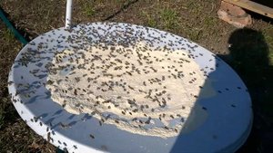 подкормка пчел сухим молоком