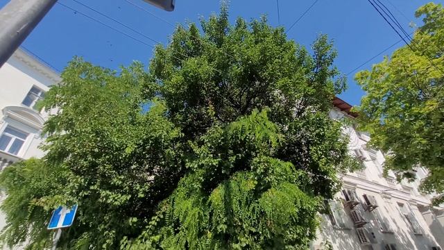 Сбор семян Абрикоса и Алычи,на посадку? смотреть онлайн