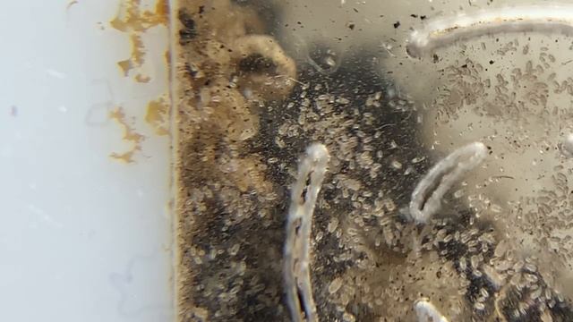 Кампонотус париус (Camponotus Parius). Что с  колонией_ Появились  неприятные соседи.