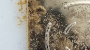 Кампонотус париус (Camponotus parius). Что с колонией_ Появились неприятные соседи.