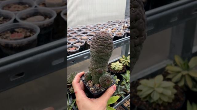?? Редкая девичья радость ??. Редкие растения и суккуленты 1. Trichocaulon