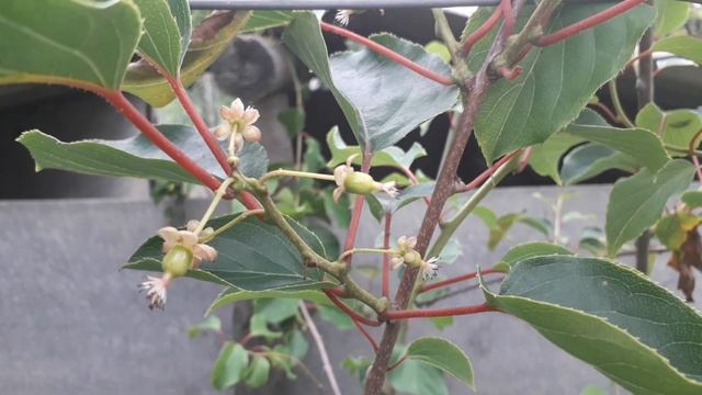 Цветение атинидии. Женские и мужские цветки. смотреть онлайн