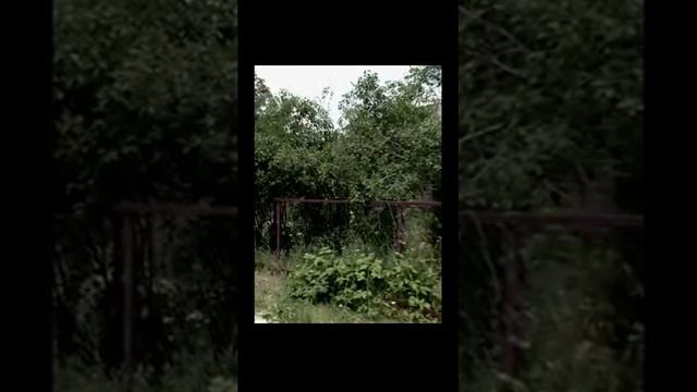 Звуки домашних животных в деревне