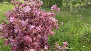 Смолка клейкая или обыкновенная ( Viscaria vulgarus)