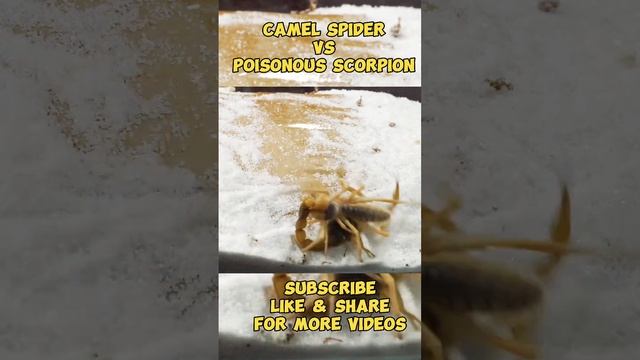 when camel spider meets poisonous scorpion #shortvideo #trending #spider #scorpion #wildlife