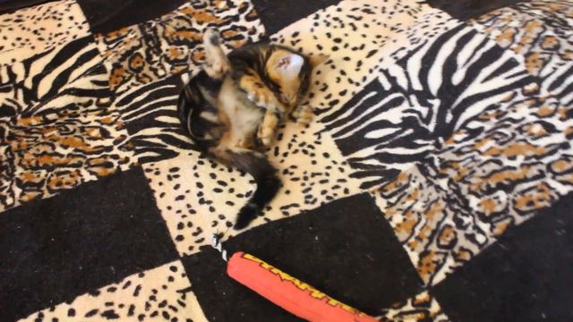 Бенгальская девочка мраморного окраса.