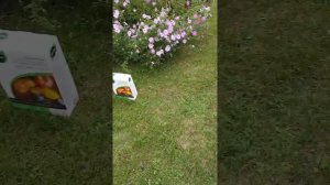 Газон из сорной травы