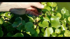 Shrimp Macrobrachium rosenbergii, выращивание в бассейнах, Эйхорния, Гигантская креветка.
