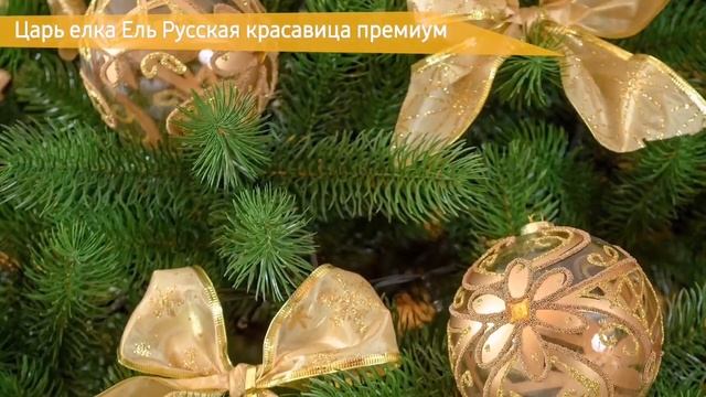 лучшая ель на новый год ?. Русская красавица премиум ? #кисловодск #елькисловодск #ёлки