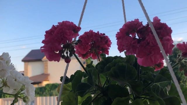 Сравнение цветения Комтес и Принцессы Грейс; Династии Даджи и Вивы Розиты смотреть онлайн