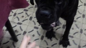 Злая собака. Рычит на хозяина но боится кусать сильно.