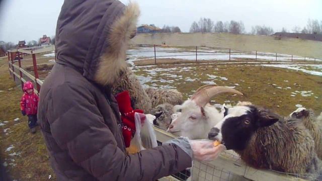 Юля кормит овец / Julia feeds sheep смотреть онлайн
