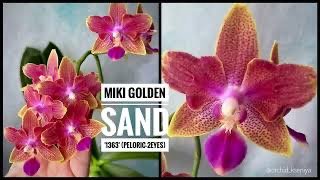 Phal. Miki Golden Sand '1363' (peloric - 2 eyes) | Ароматная азиатская орхидея мультифлора | Обзор