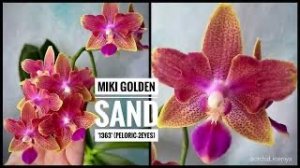 Phal. Miki Golden Sand '1363' (peloric - 2 eyes) | Ароматная азиатская орхидея мультифлора | Обзор