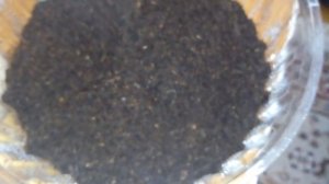 Комнатные растения. Как опылить декоративно-лиственную бегонию .