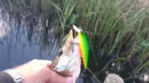 Щука осенью на крупные воблера.